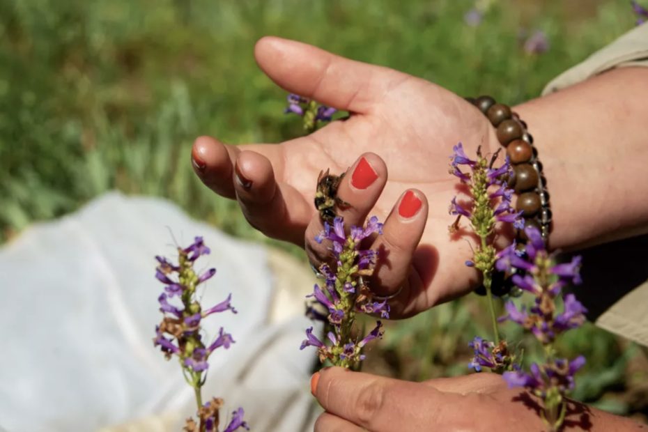close-up of a scientist's hand, holding a bumblebee up to a stem of purple penstemon flowers