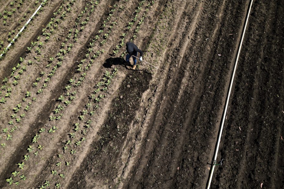 overhead photo of a farmer weeding among many rows of young crops