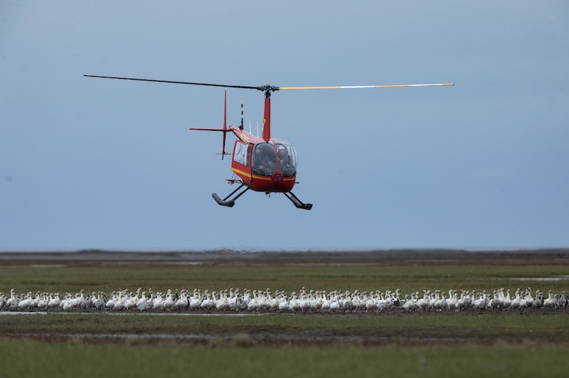 image of helicopter herding a flock of snow geese